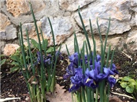 ad9755db-20170302 RI Iris.jpg